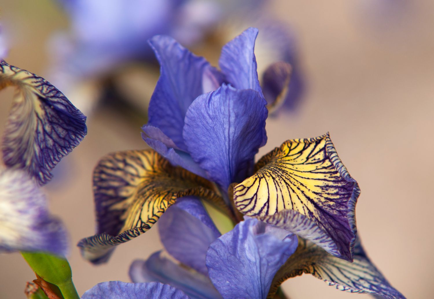 El iris siberiano destierra la desgracia planta de flores moradas y amarillas