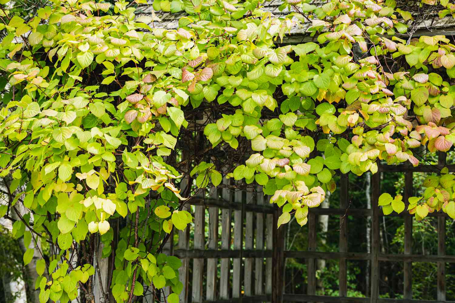 Comment cultiver et prendre soin de la vigne de kiwi rustique