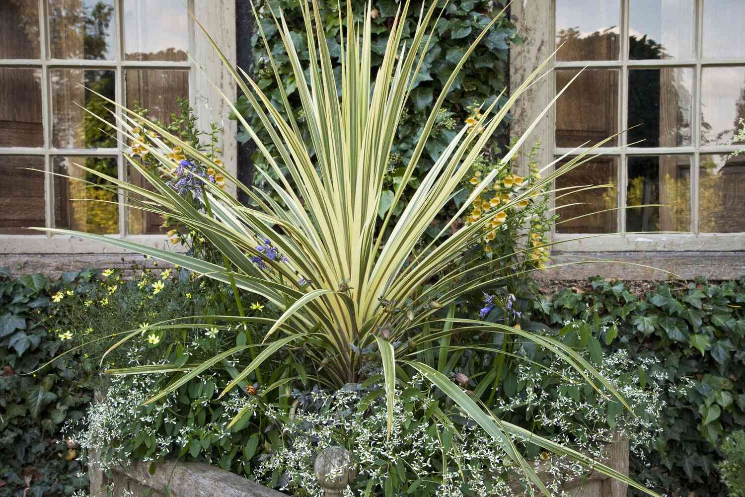 New Zealand flax used in landscaping