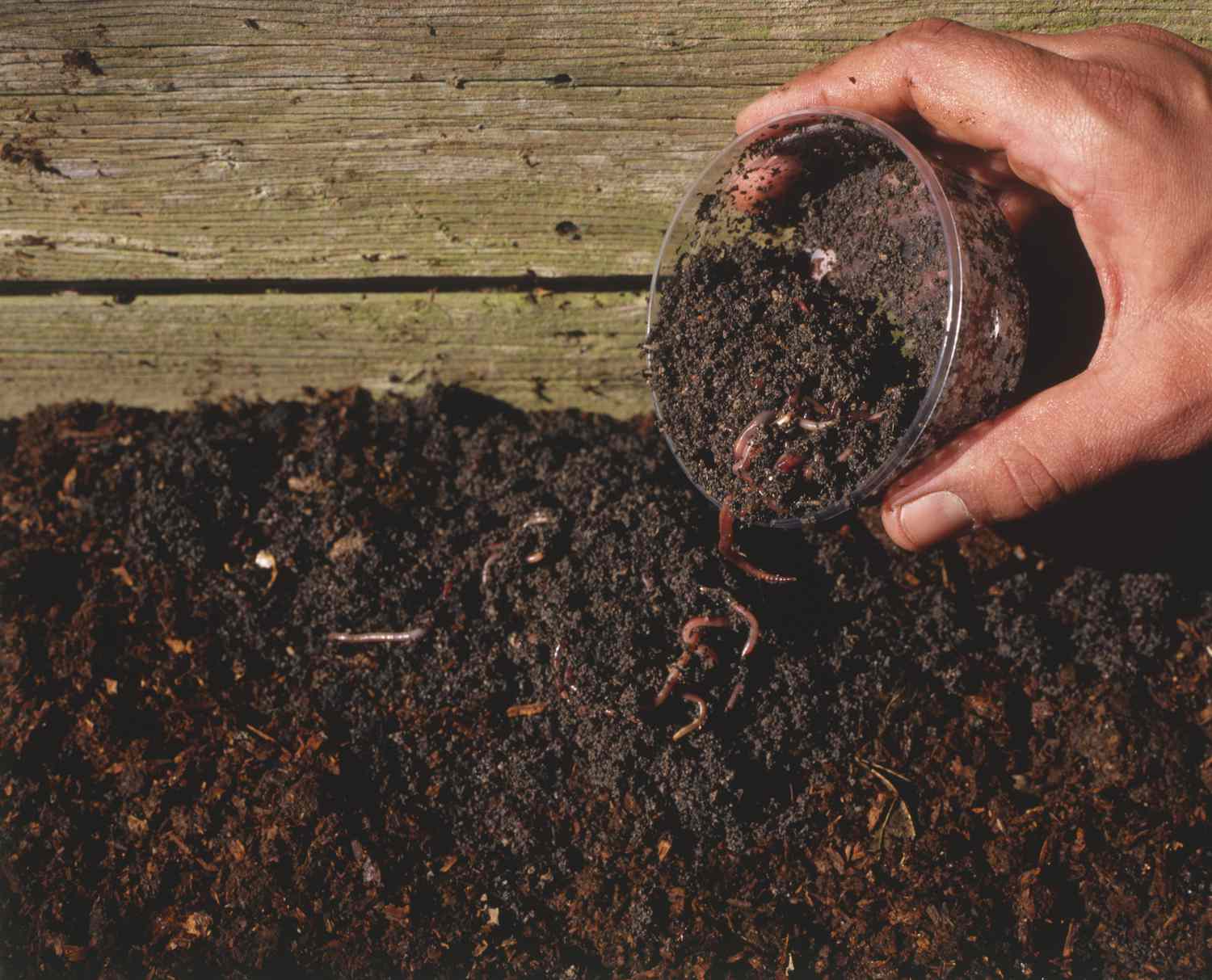 Hand schöpft einen Becher mit Erde und lebenden Würmern in einer Holzkiste