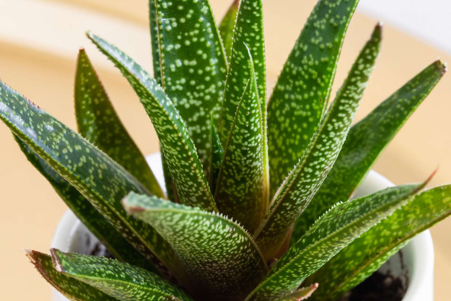 Nahaufnahme einer Gasteria-Sukkulente