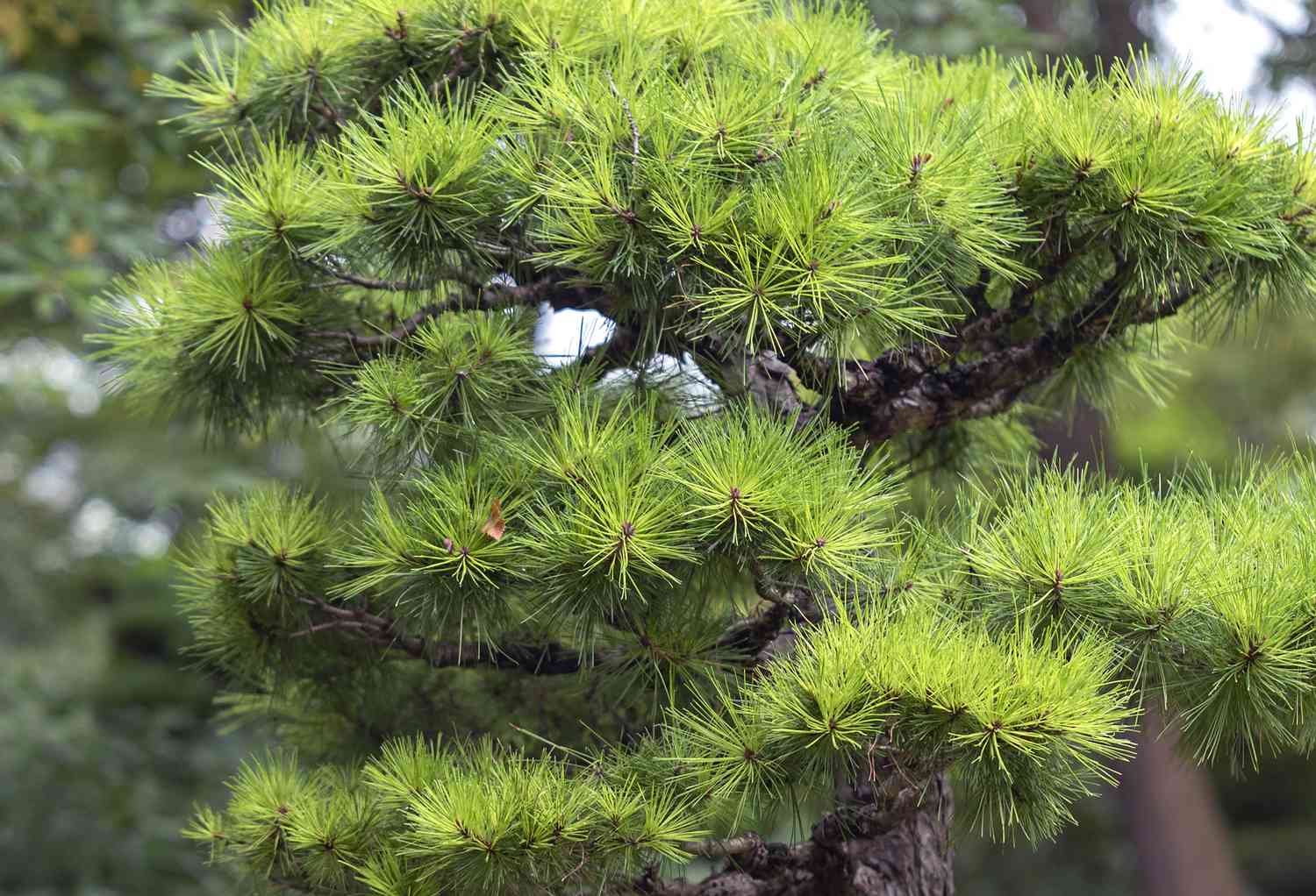 Japanische Schwarzkiefer mit leuchtend grünen Nadeln an den Zweigen