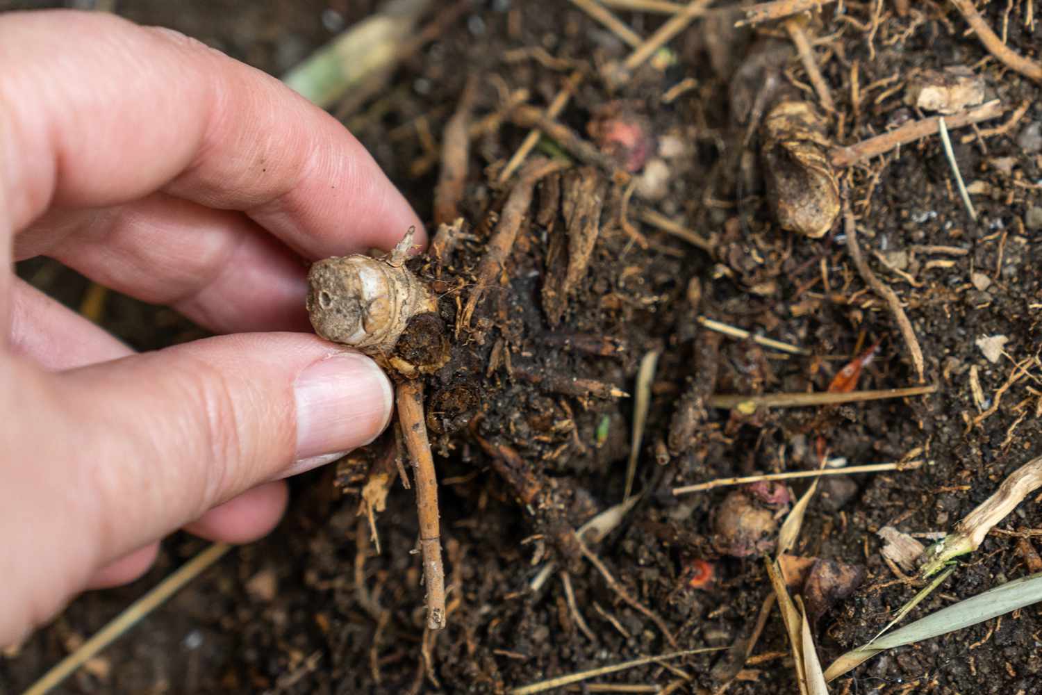 Bamboo rootball removed from the ground