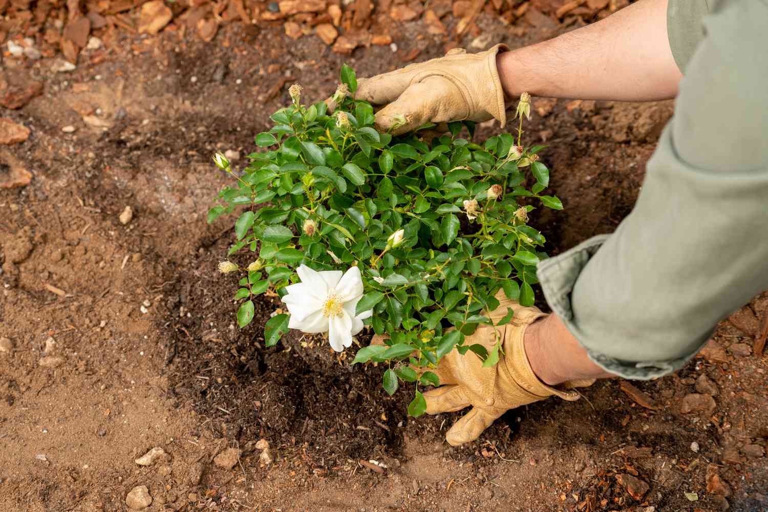 Einsetzen der Rosenpflanze in die Erde