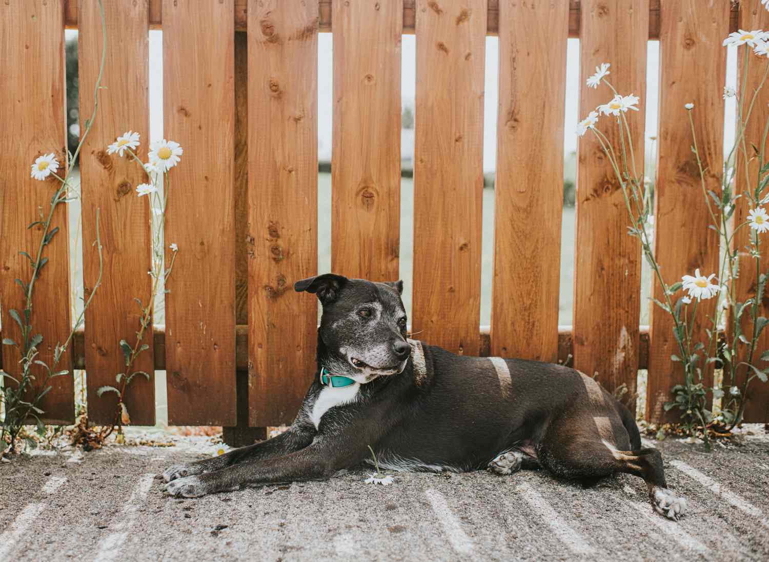 schwarzer Hund vor Holzzaun 