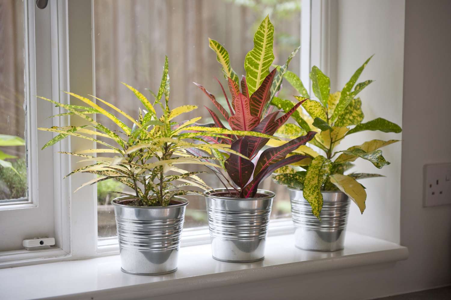 Crotons in Metallbehältern auf der Fensterbank