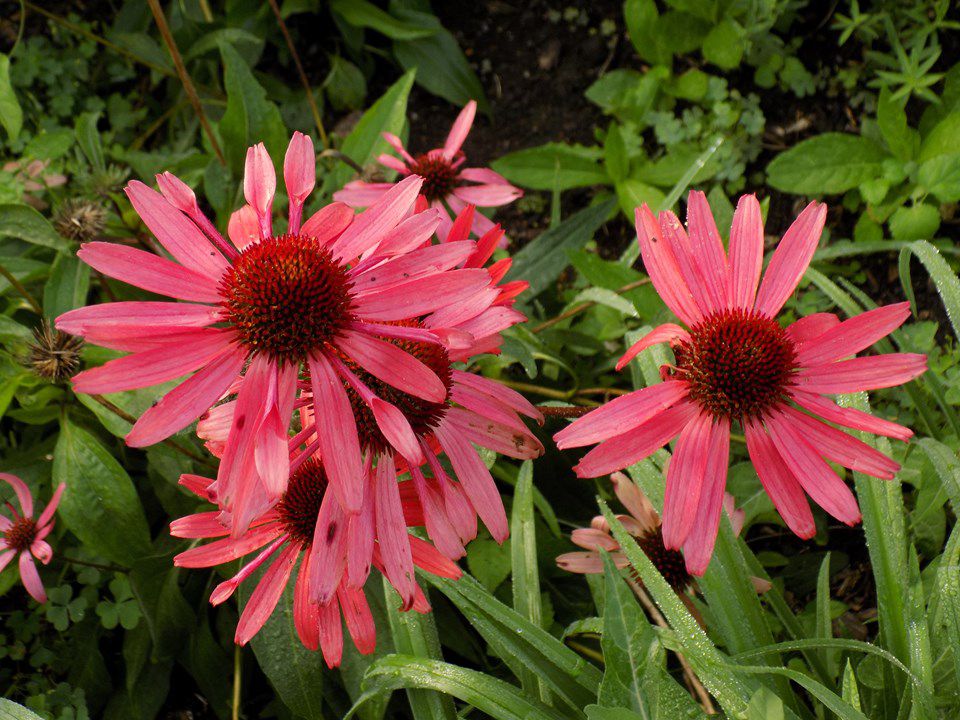 Echinacea 'Solar Flare'