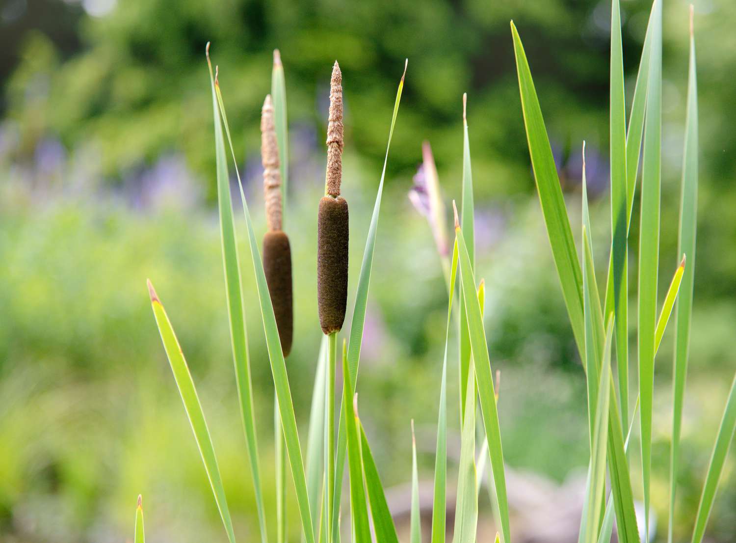 Primer plano de una planta común de espadaña con espigas en forma de salchicha sobre tallos finos y estrechos
