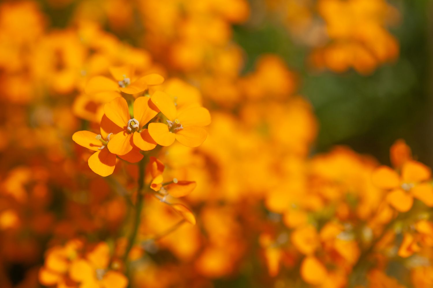 Altgold wallflower plant with orange flowers closeup