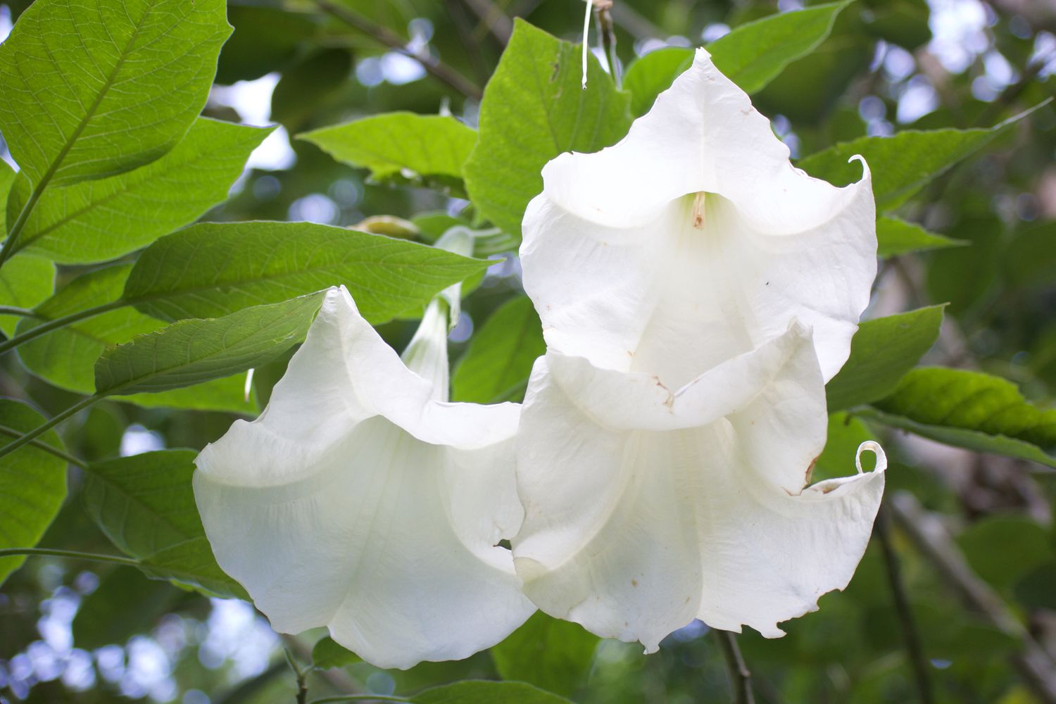 'Brugmansia suaveolens' mit weißen trompetenförmigen Blüten, die von den Zweigen hängen