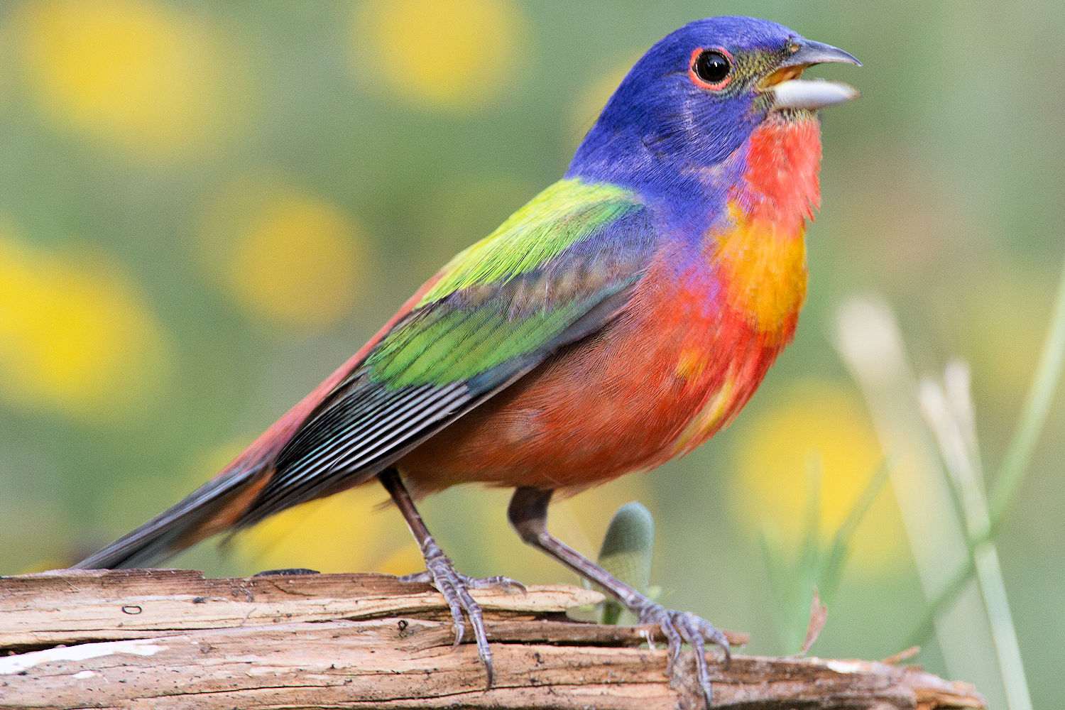 Painted Bunting