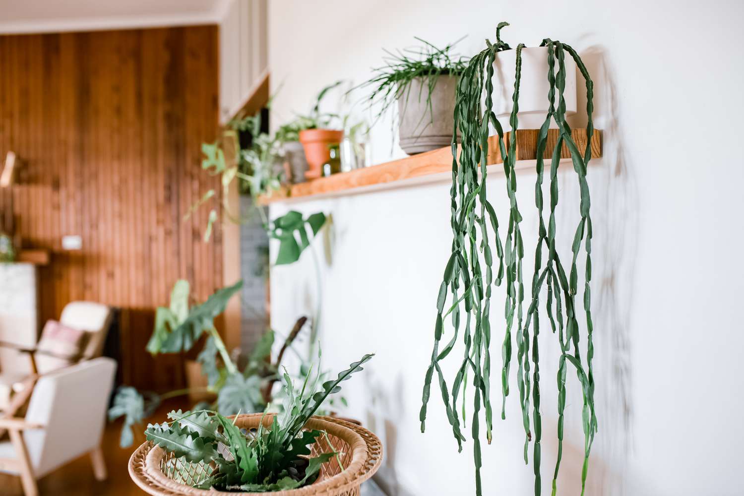 Mit Zimmerpflanzen dekoriertes Wandregal aus Holz im Wohnzimmer