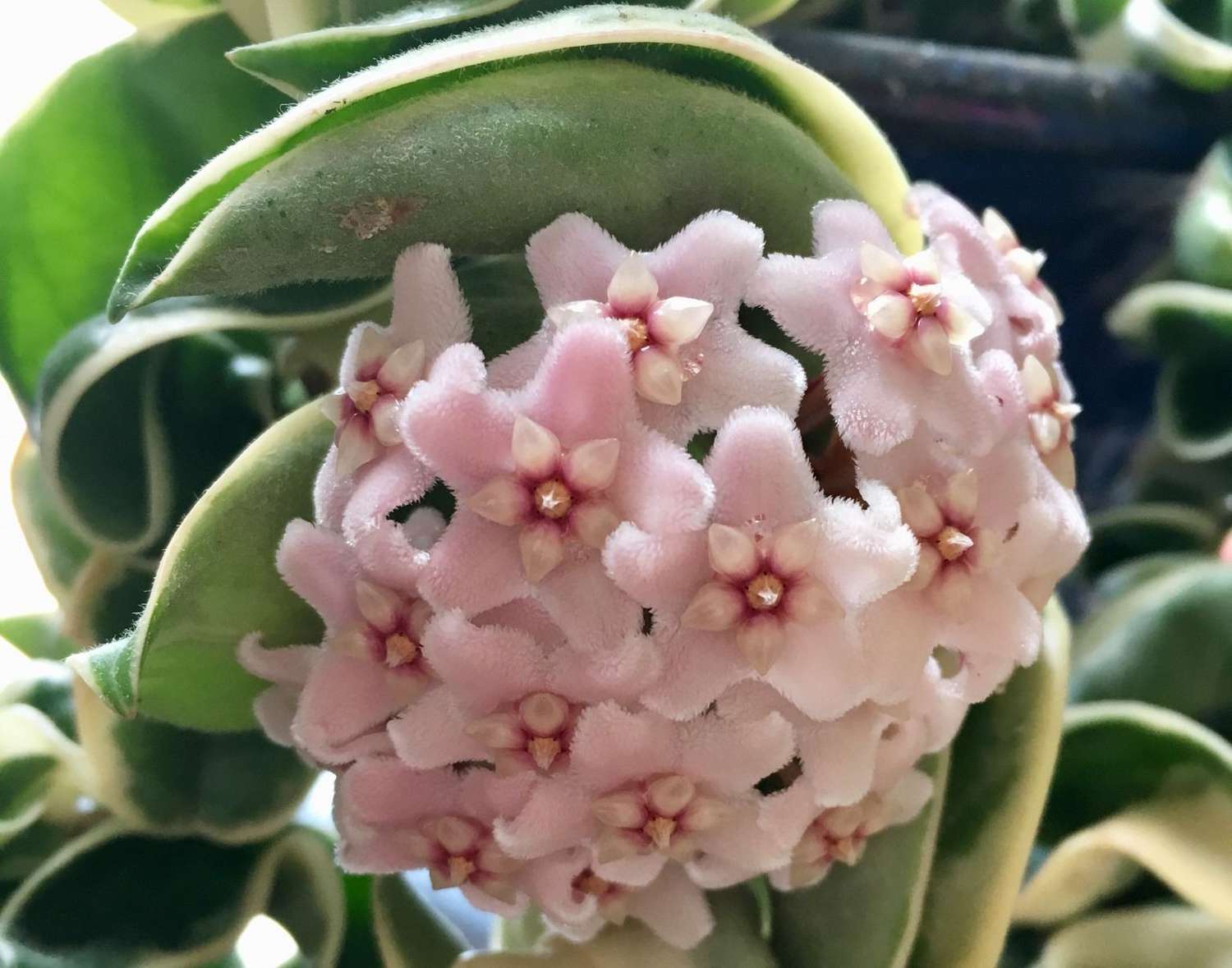 As flores e folhas onduladas da planta corda hindu (Hornosa carnosa compacta) 