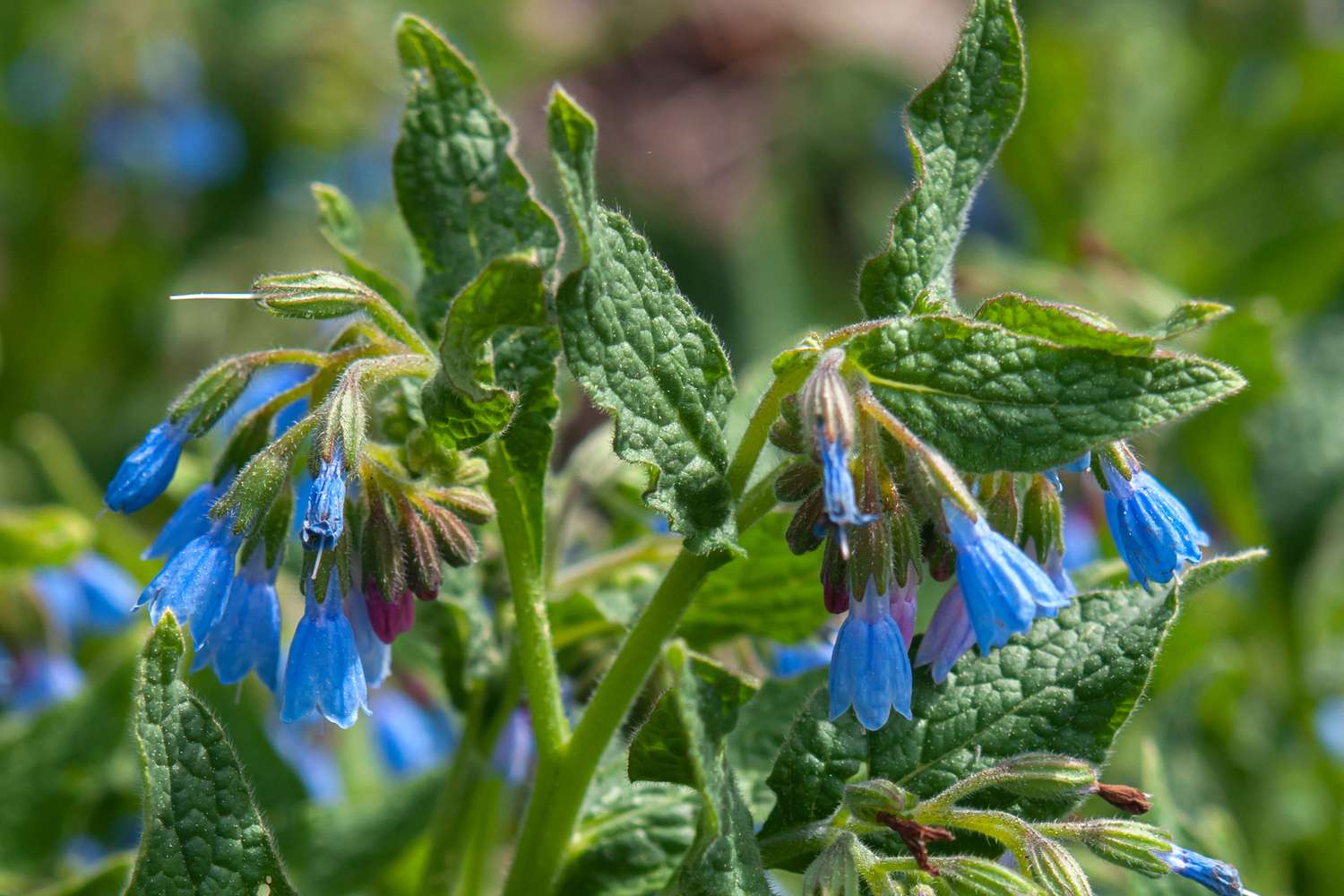 comfrey