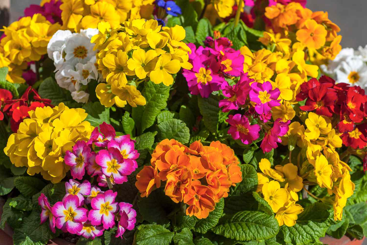 Mehrjährige Frühlingsblumen für den Beginn der Saison