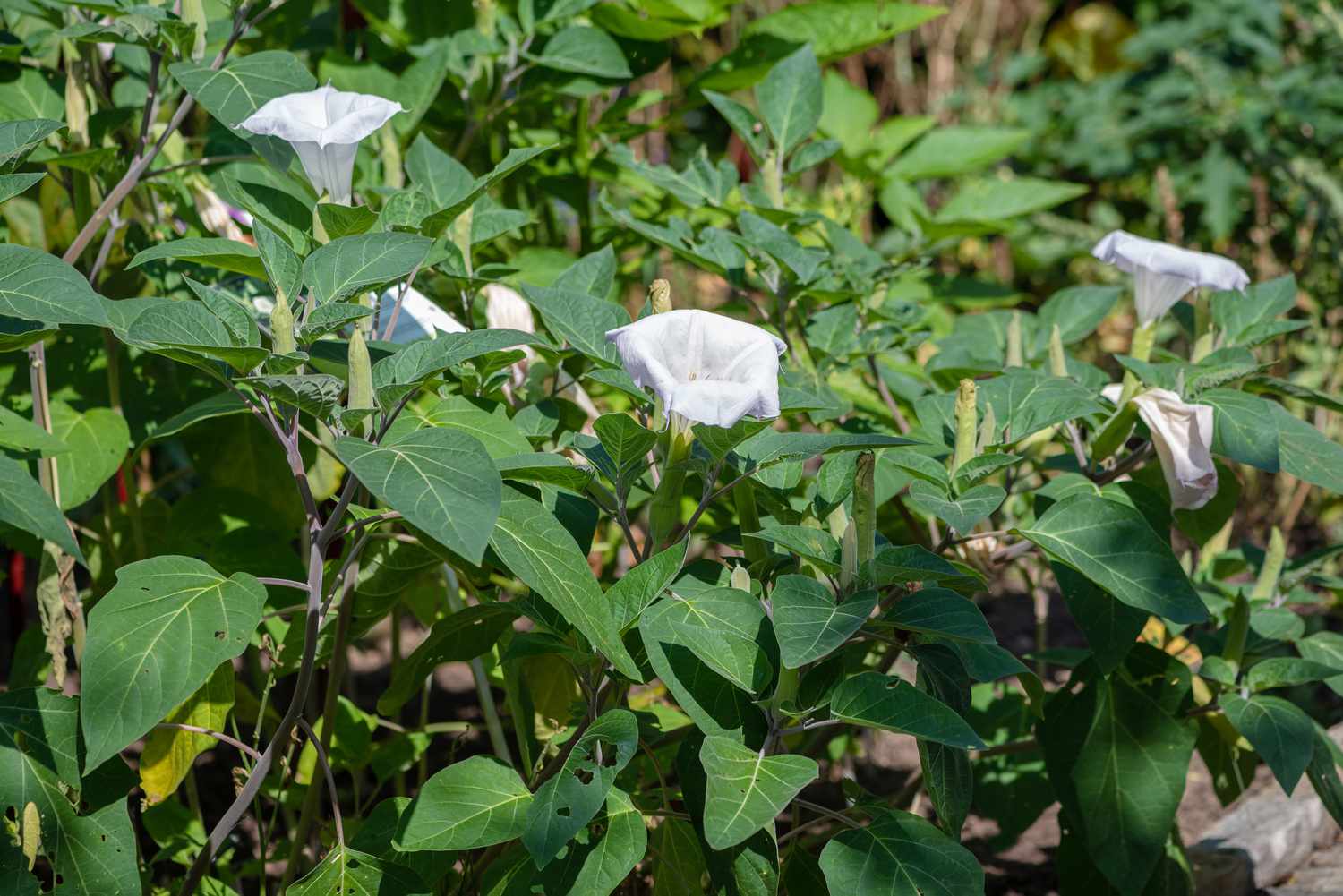 Arbusto de trombeta de anjo com flores brancas em forma de trombeta e folhas à luz do sol