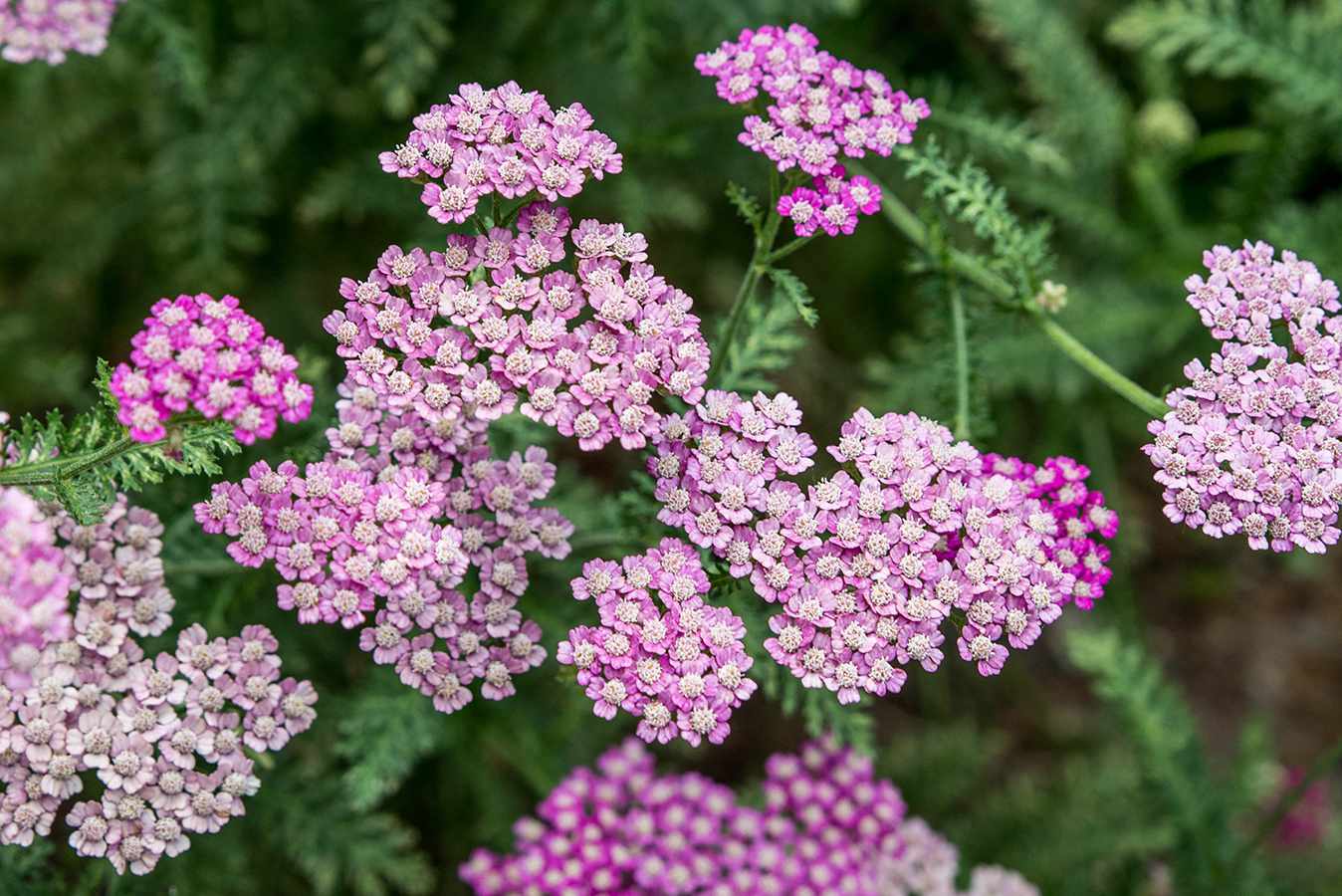 plantas de milenrama púrpura