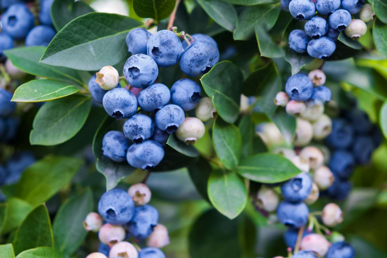 blueberries growing