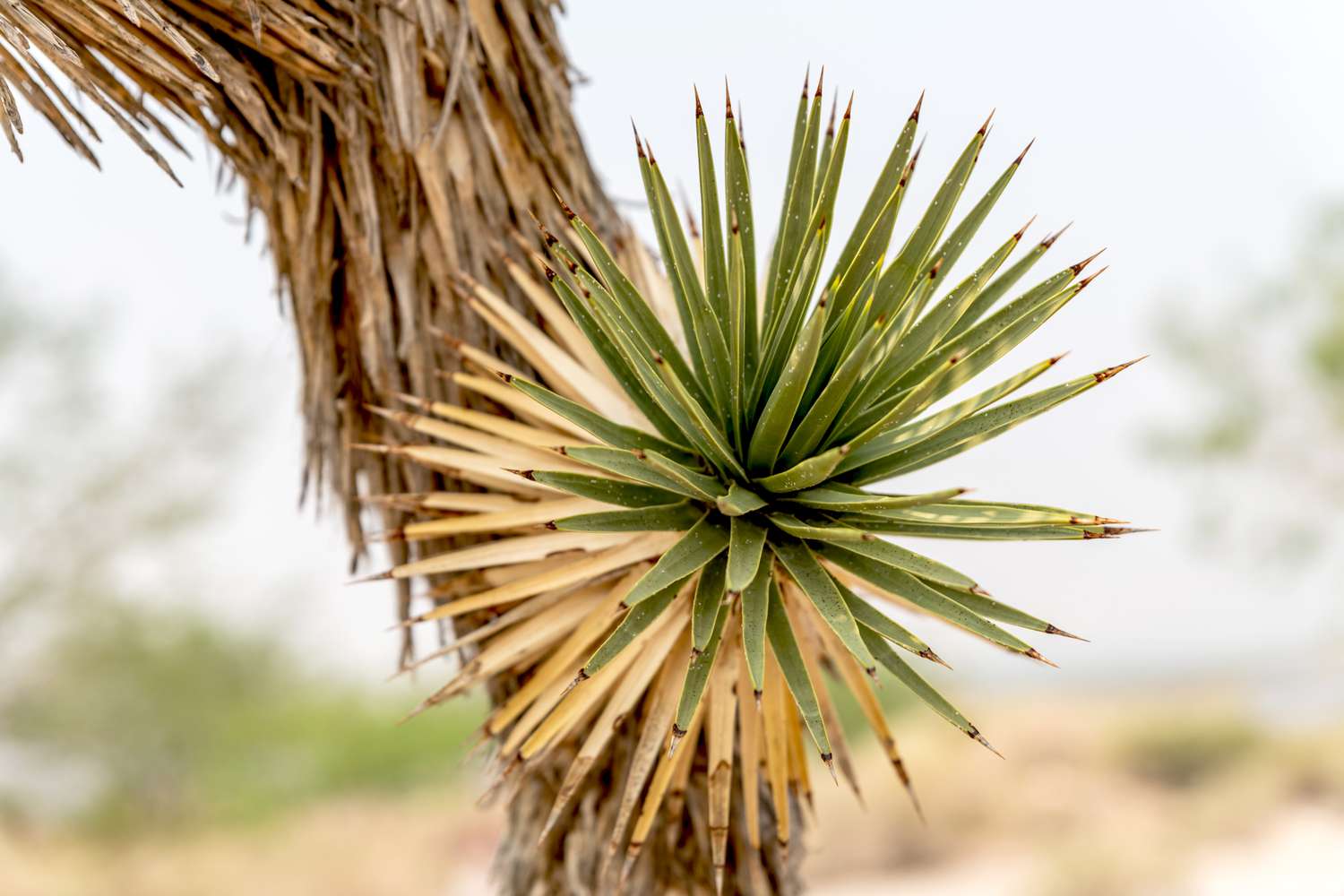 Joshua tree with green and yellow rosette closeup