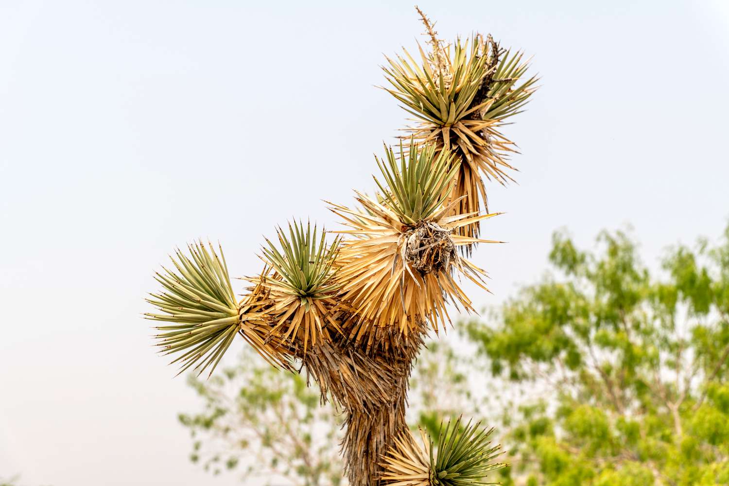 Como cultivar e cuidar da Yucca Brevifolia (árvore de Josué)