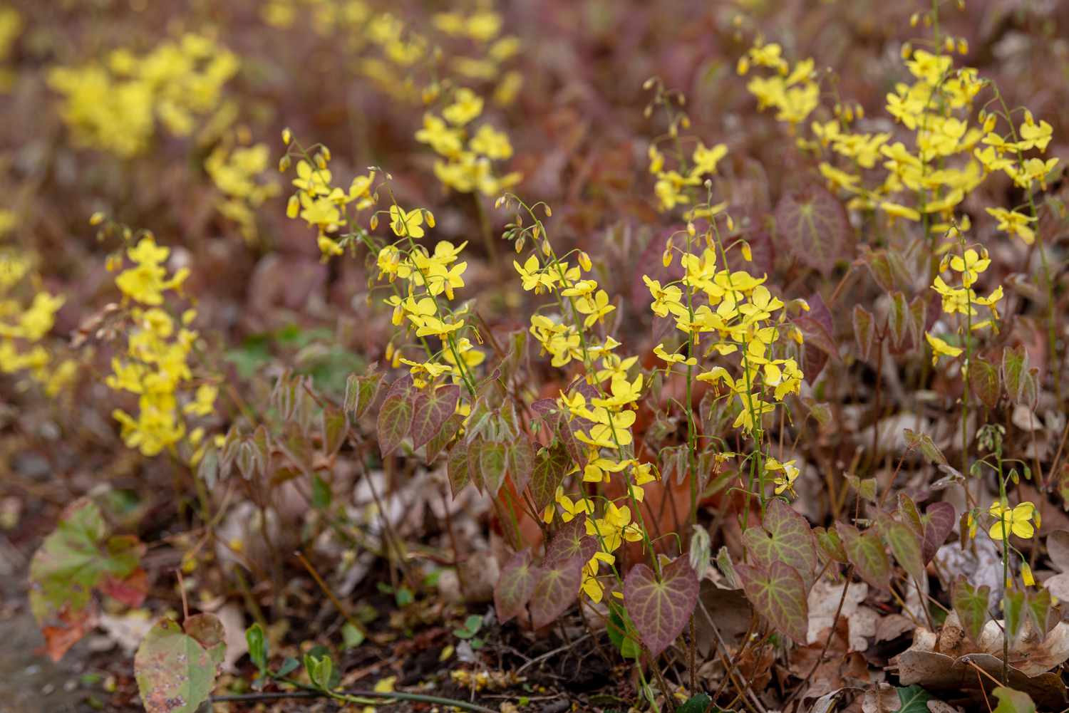 Planta de Epimedium con pequeñas flores amarillas en tallos finos