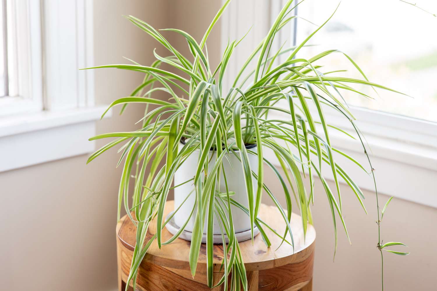 frontal shot of a spider plant
