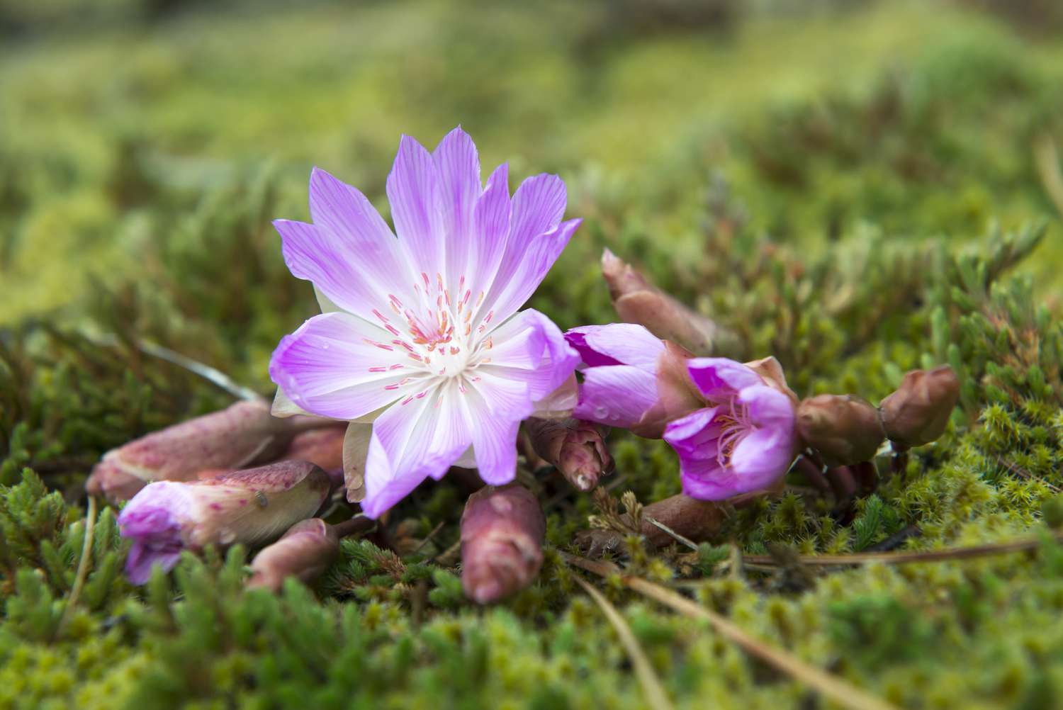 Bitterroot (Lewisia rediviva Pursh)