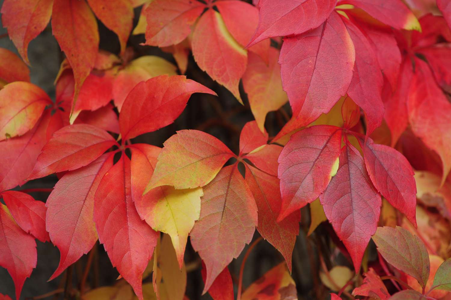 Enredadera de Virginia con hojas rojas y amarillas en primer plano