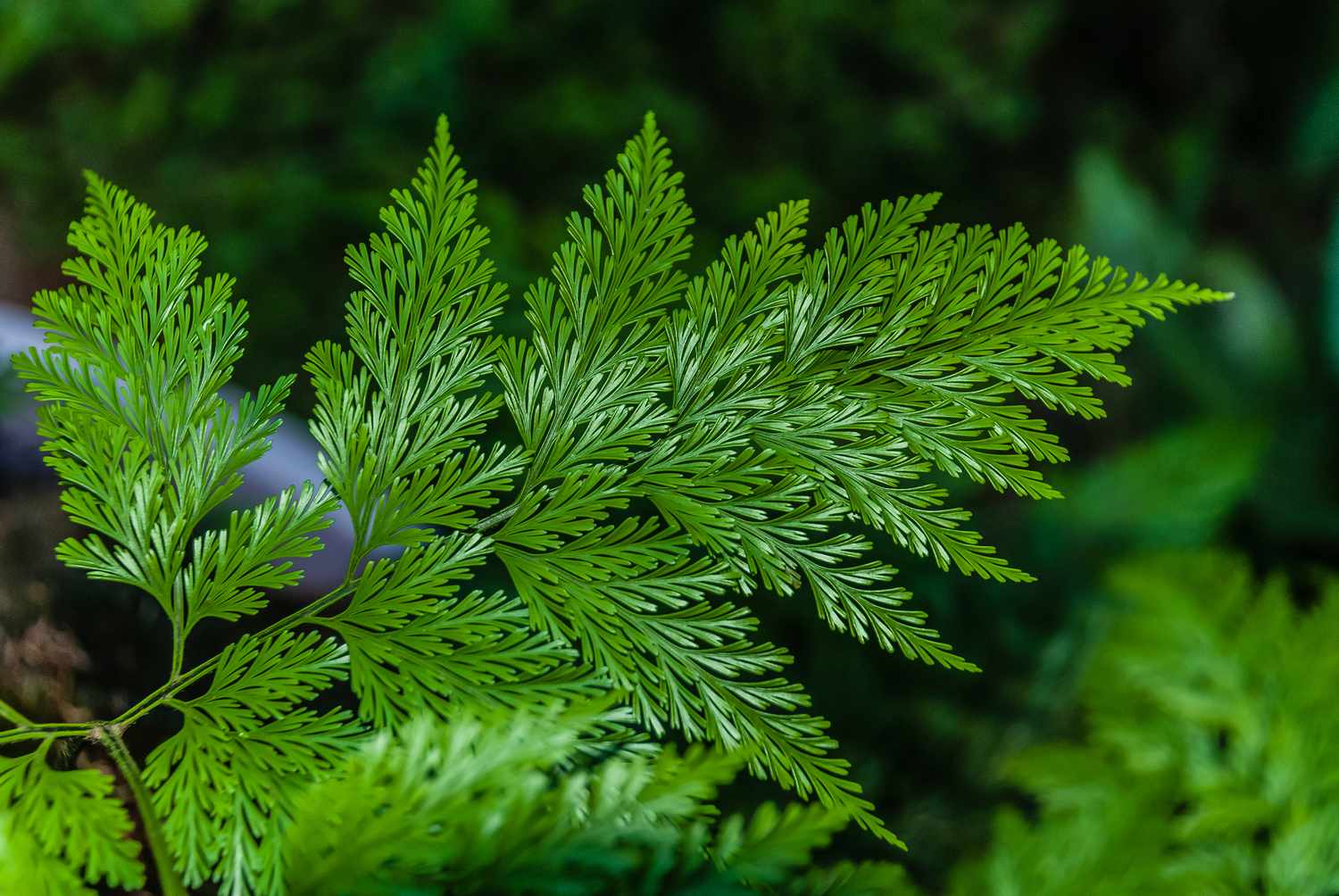 Helecho estrella azul primer plano de una fronda al aire libre