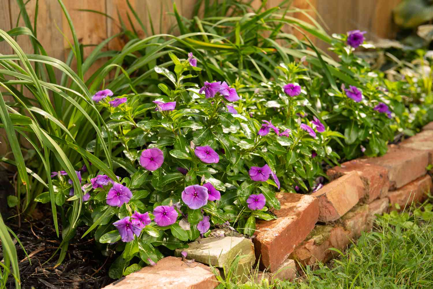 Einjährige Vinca in einem Blumenbeet