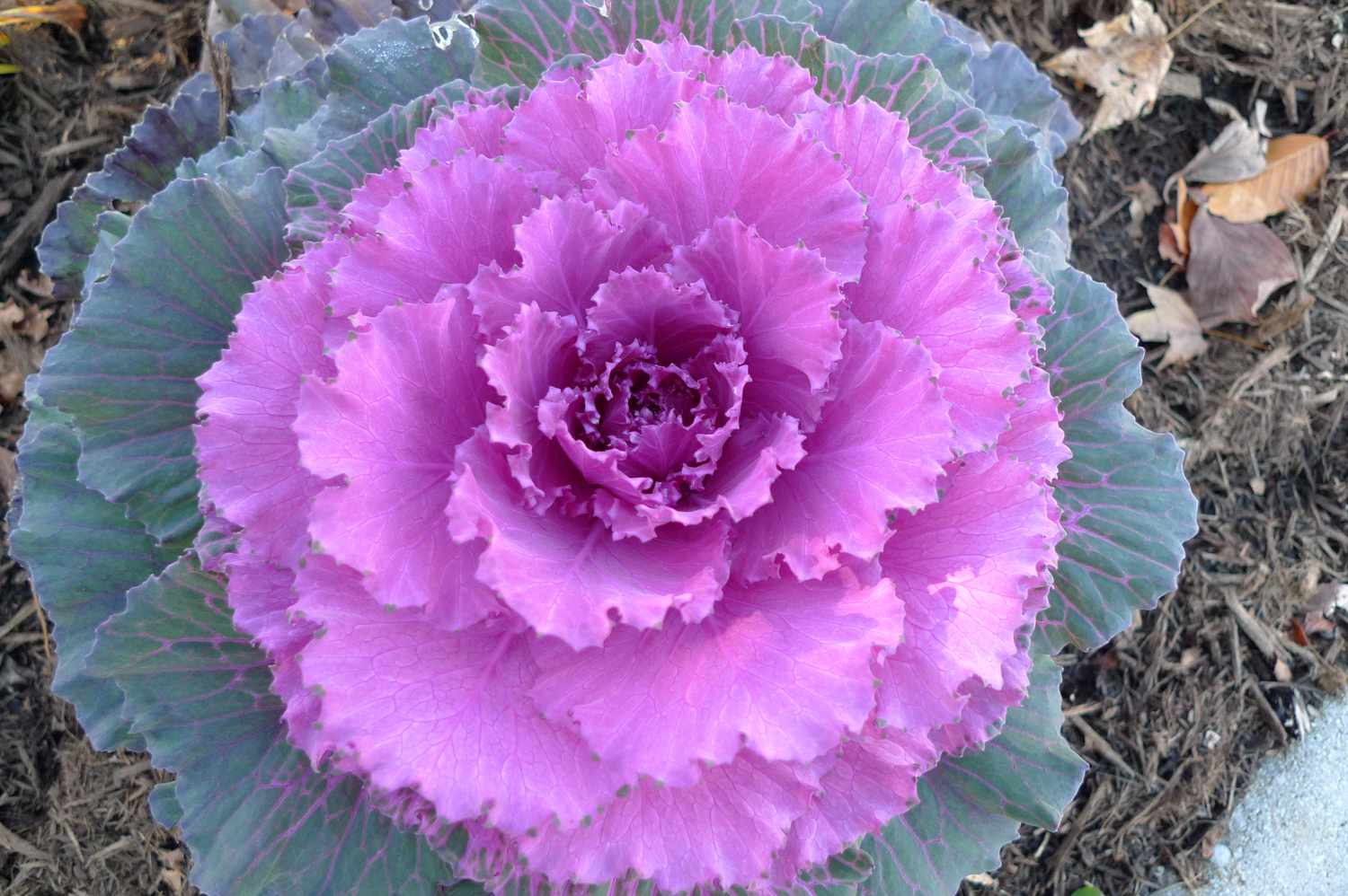 'Color-Up Pink' ornamental cabbage with pink foliage