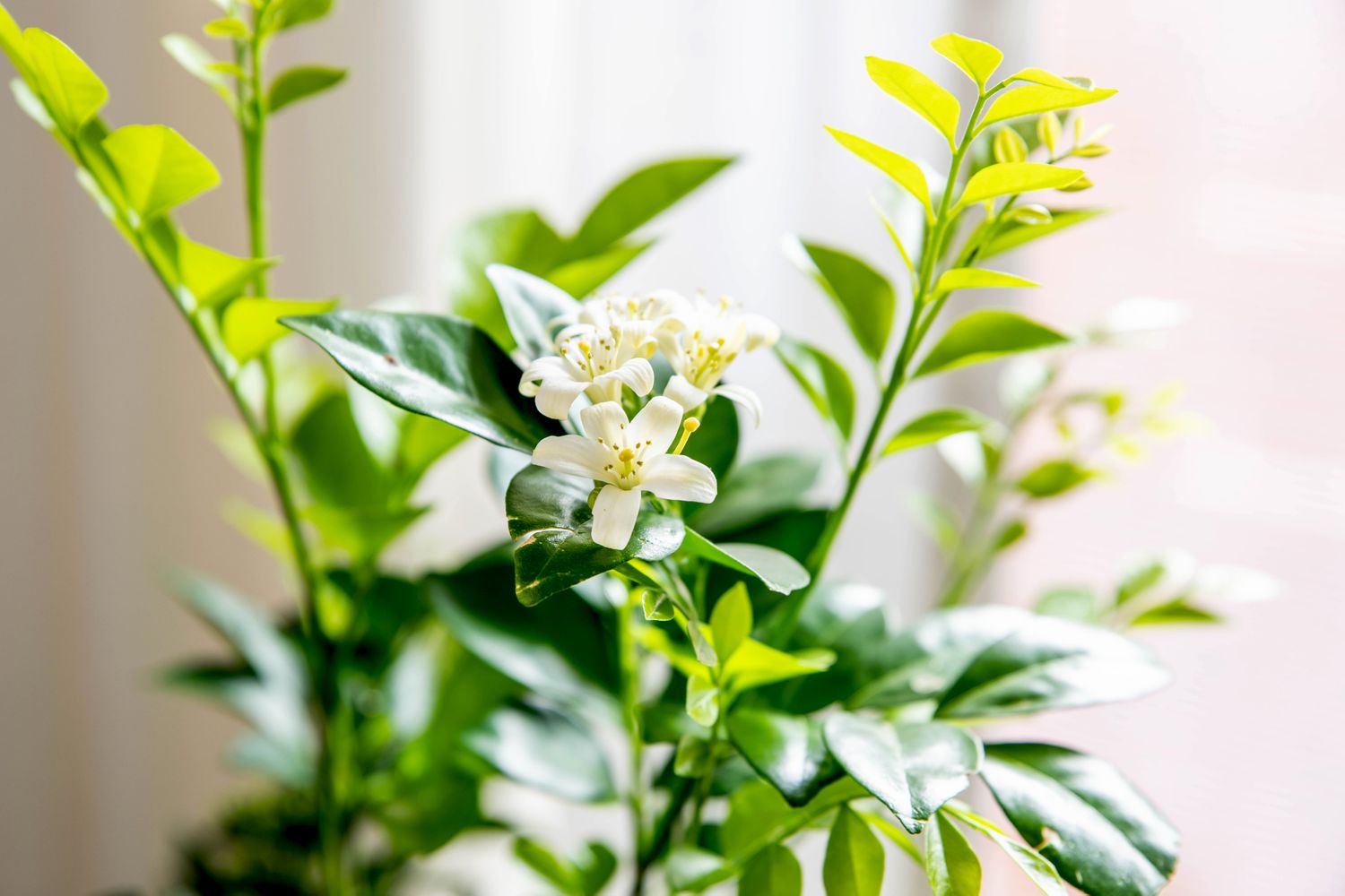 Orangefarbene Jasminpflanze mit kleinen weißen Blüten an Zweigen mit hellgrünen und wachsartigen Blättern