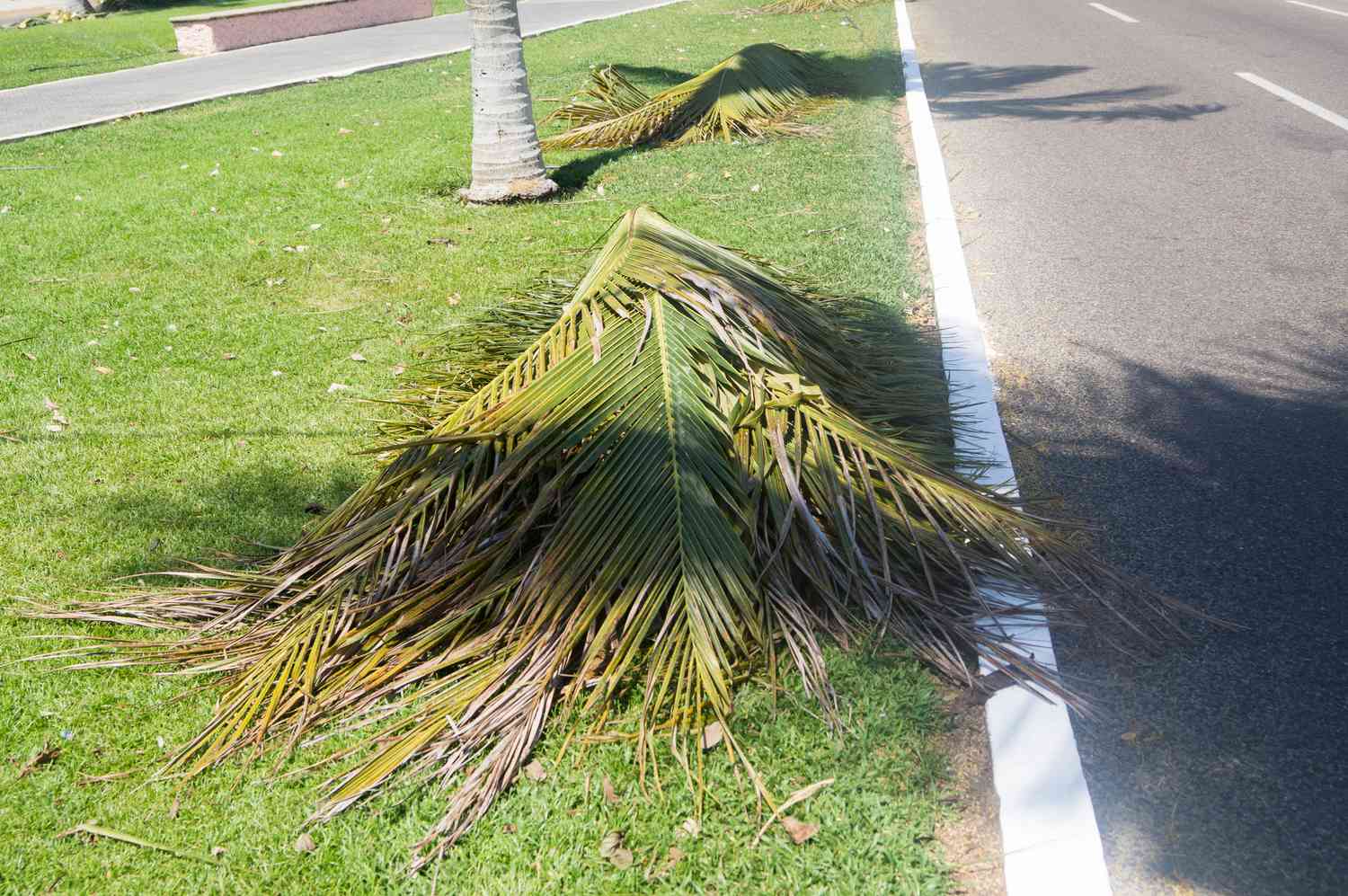 Palmenblätter gestapelt im Boden liegend.