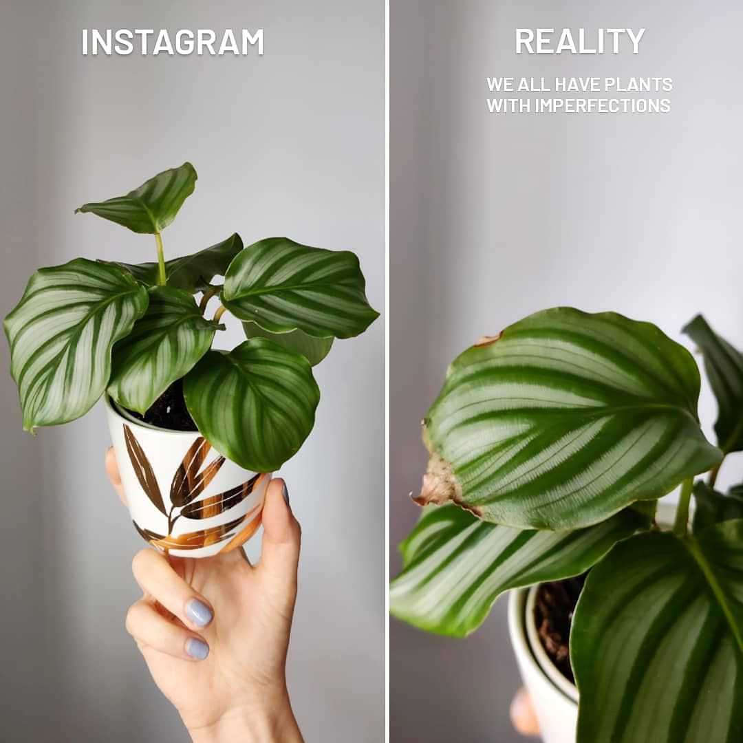 La foto de Instagram de una Calathea vs el aspecto en la vida real de la misma Calathea con muchas hojas crujientes