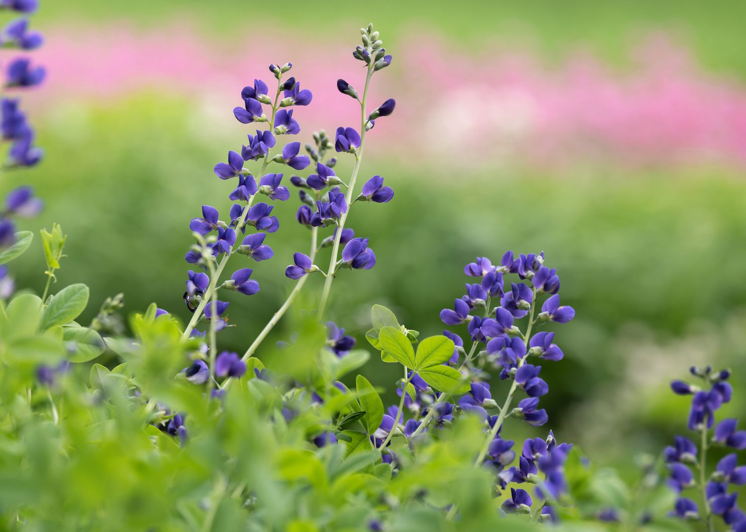 Tallos de planta de falso añil azul con diminutas floraciones y capullos de color morado intenso