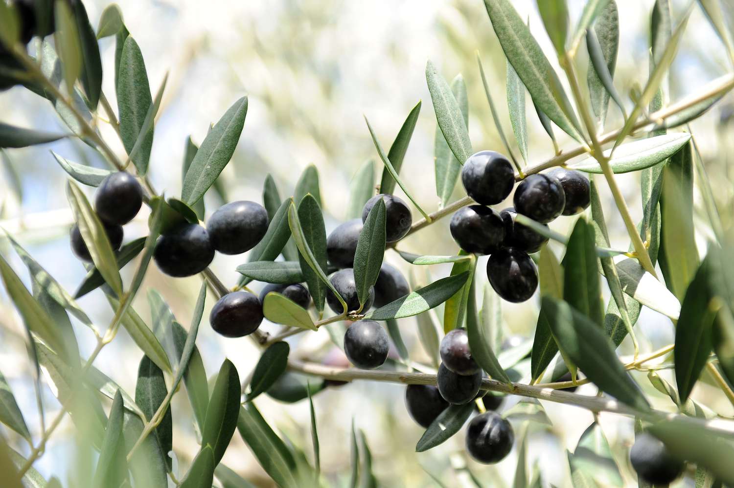 Schwarze Frantoio-Oliven auf Zweigen