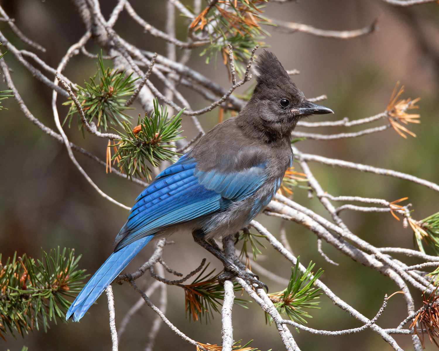 Steller's Jay