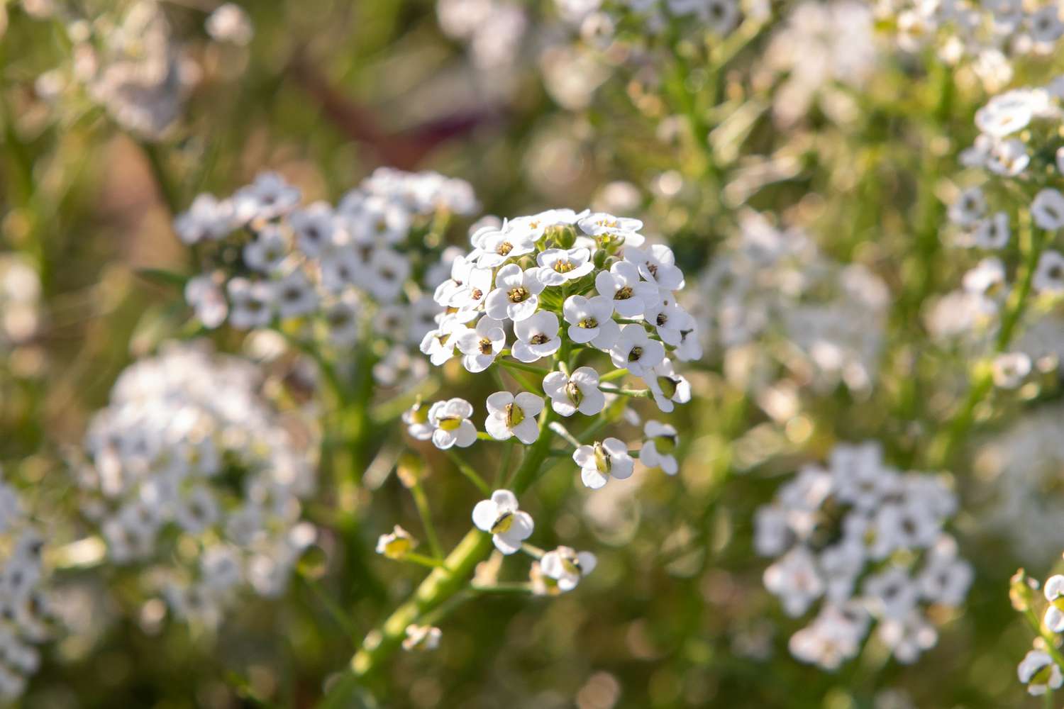 Süßer Alantstängel mit weißen Blüten in Nahaufnahme 