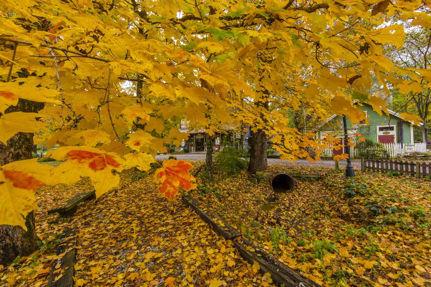 Arce en otoño con hojas principalmente doradas, algunas en el suelo.