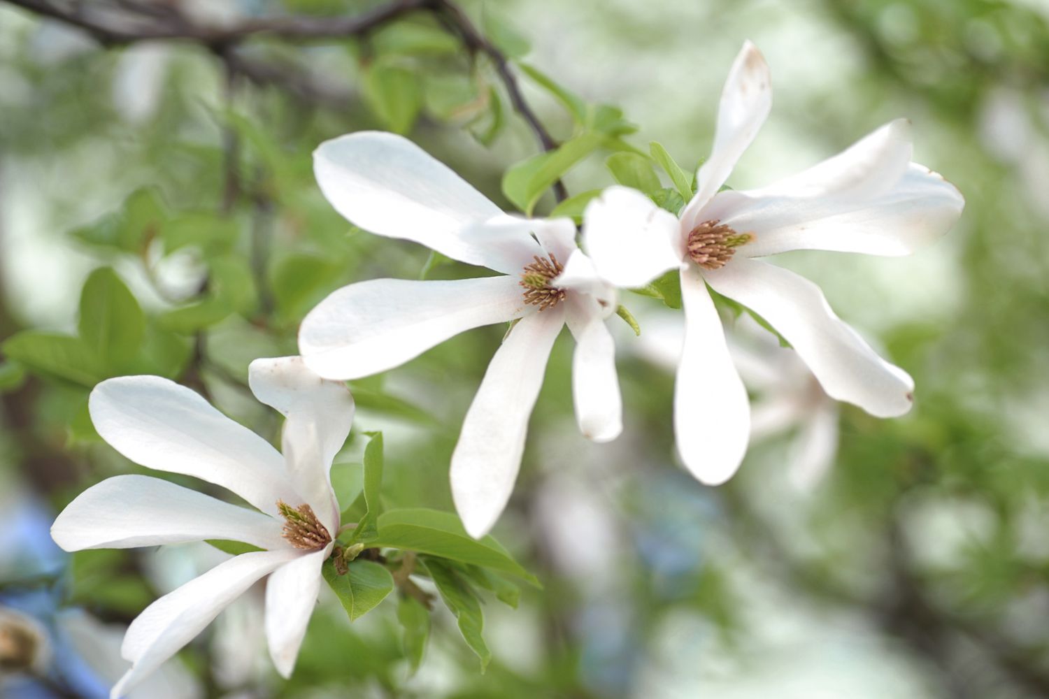 Kobus-Magnolienbaum mit drei weißen Blüten, die von den Zweigen hängen, Nahaufnahme