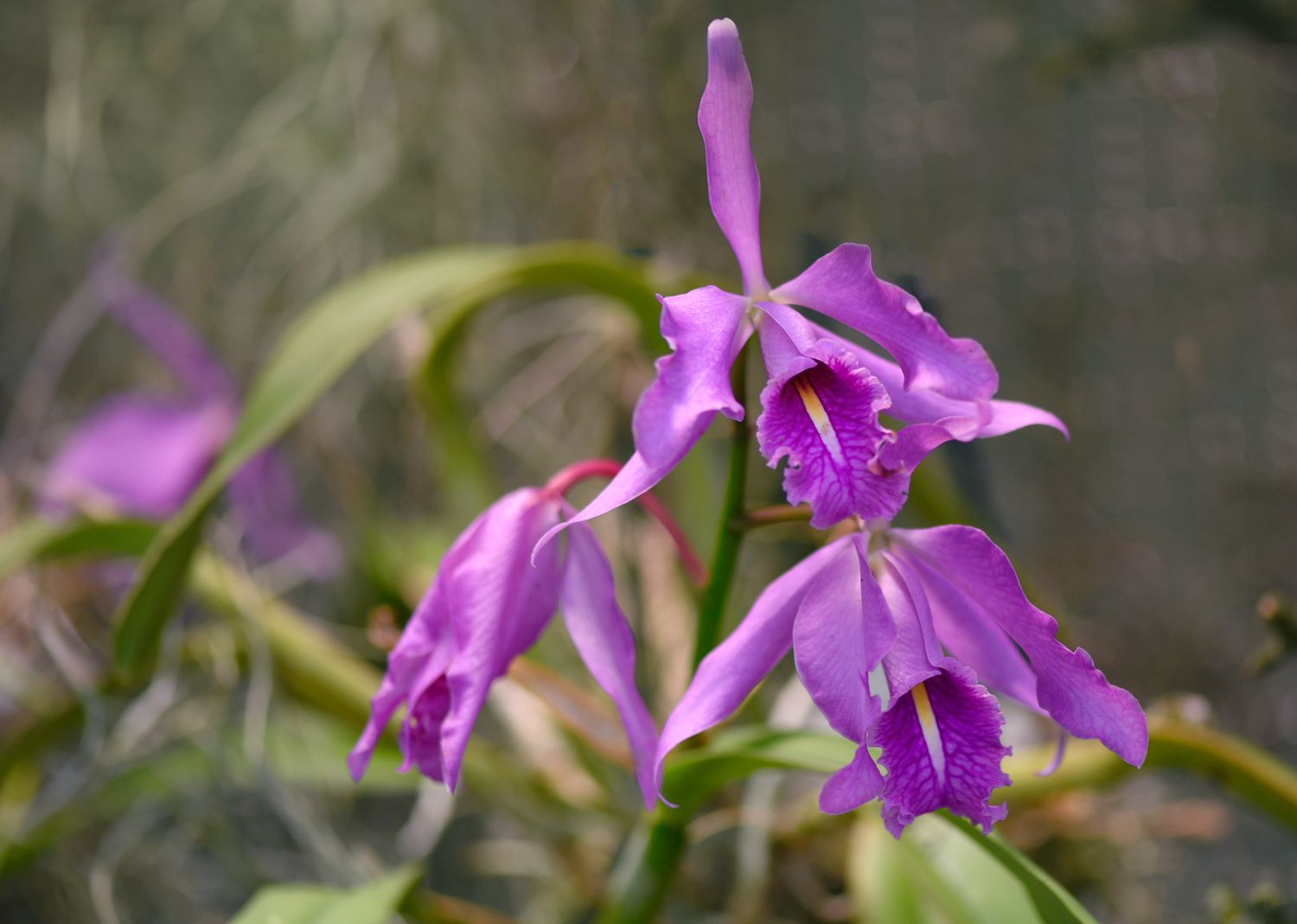 Laelia orchids with long magenta flowers clustered on end of stem closeup