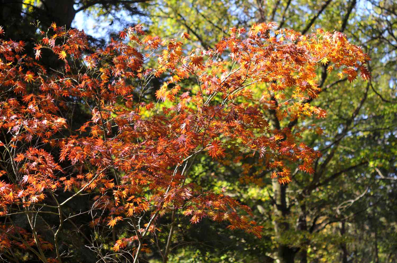 Koreanische Ahornzweige im Herbst