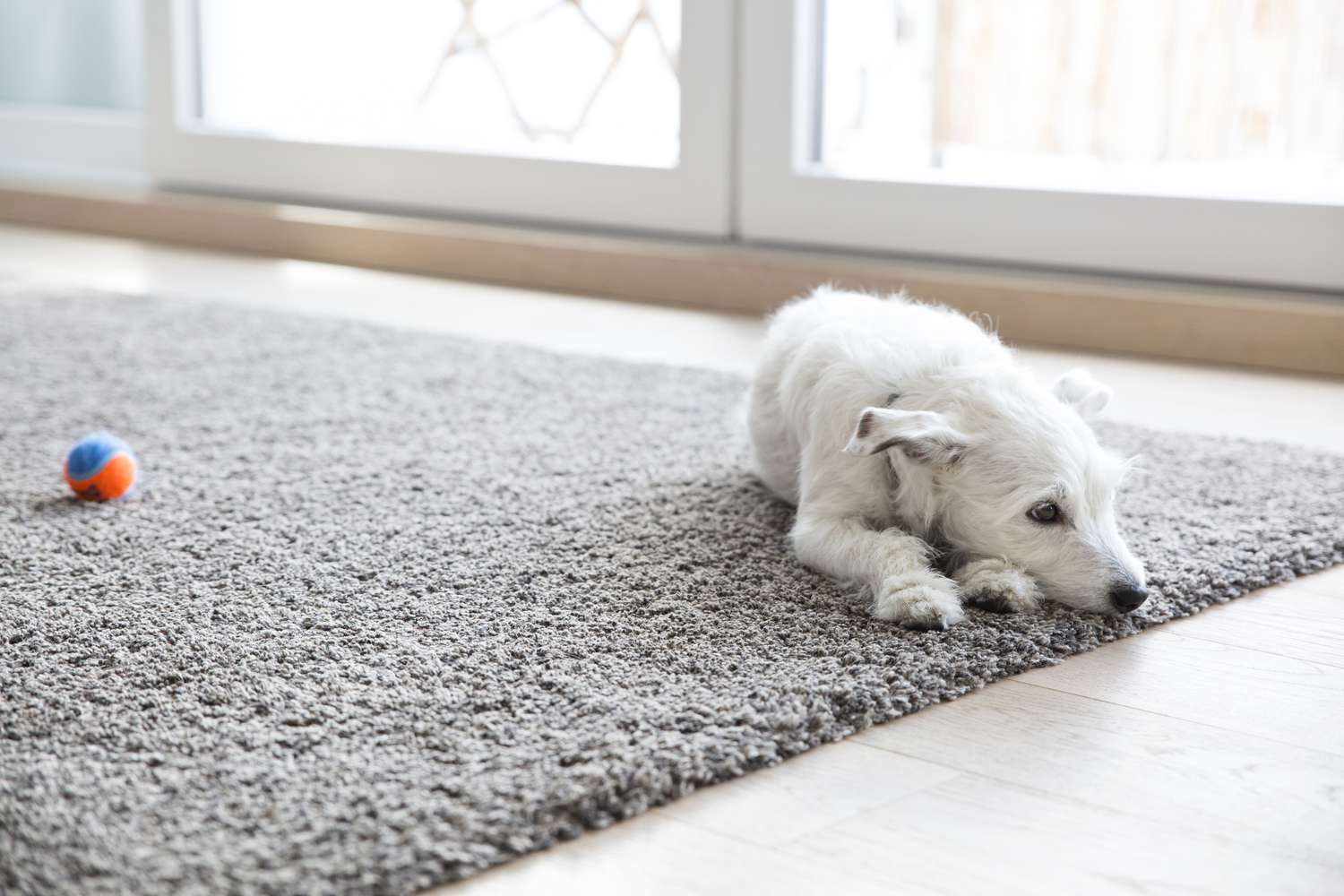 Petit chien couché sur le tapis du salon