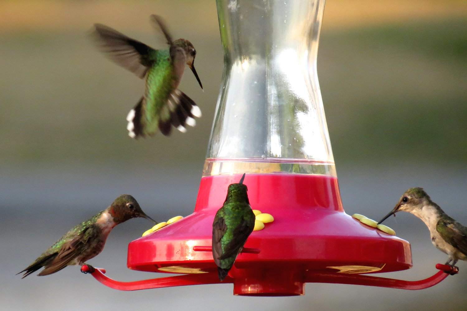Cuatro colibríes reunidos en un comedero
