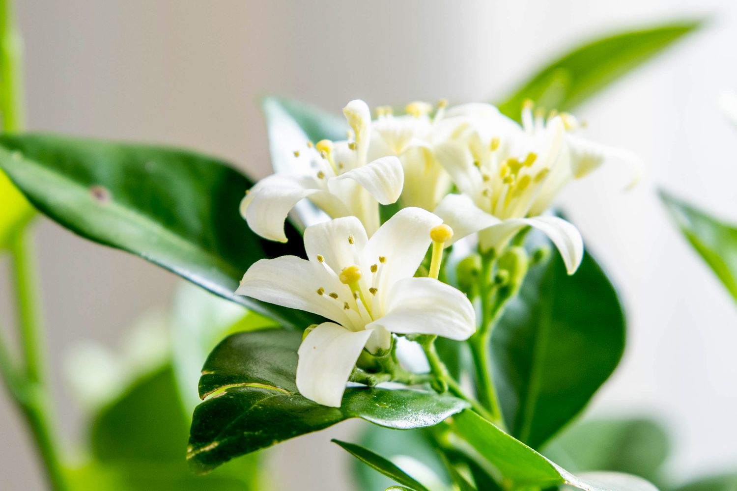 Orangefarbene Jasminpflanze mit kleinen weißen Blüten und gelben Stempeln in Großaufnahme