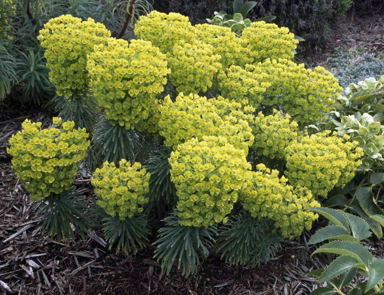 Euphorbia-Wolfsmilch