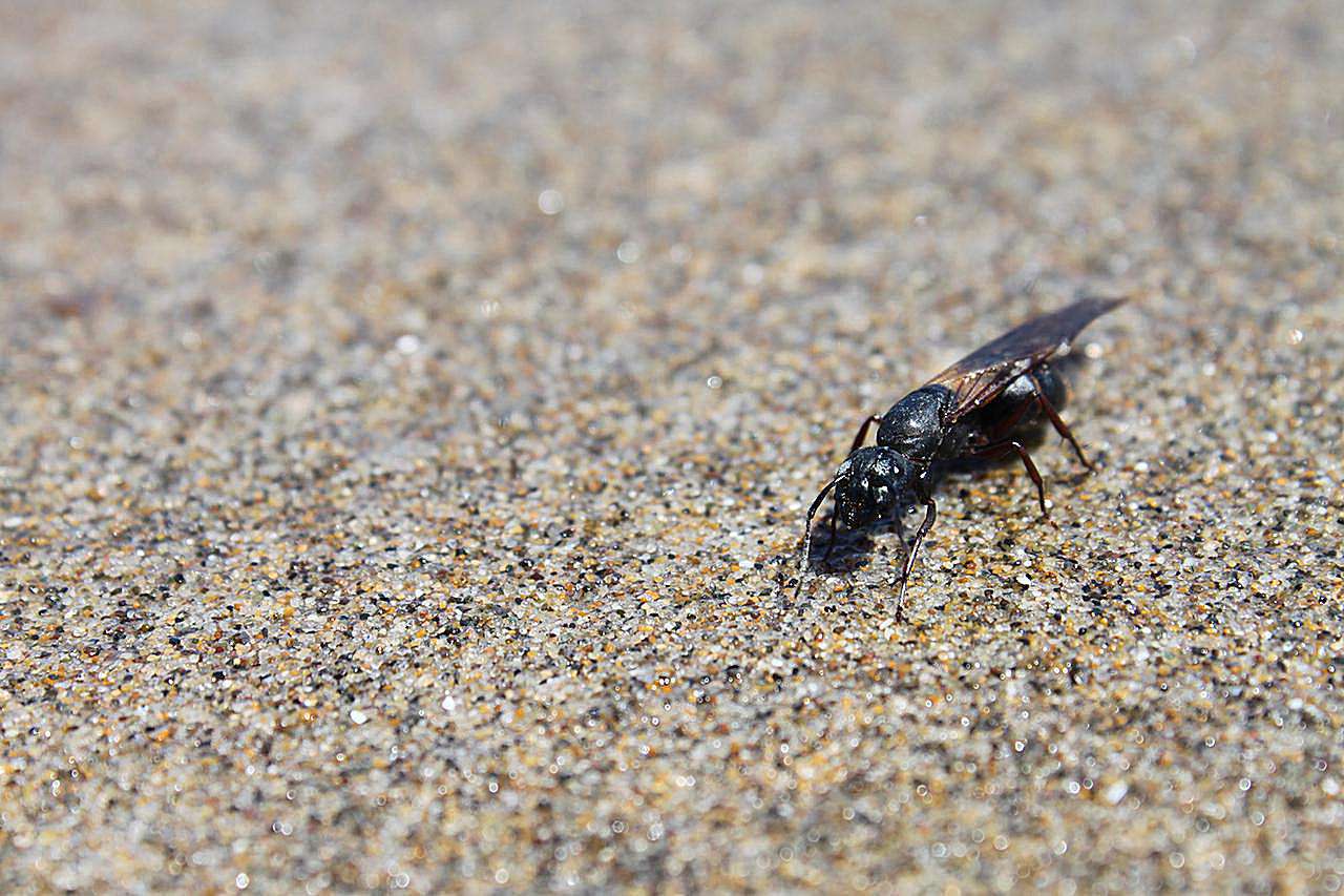 Geflügelte Zimmermannsameise am Rockaway Beach