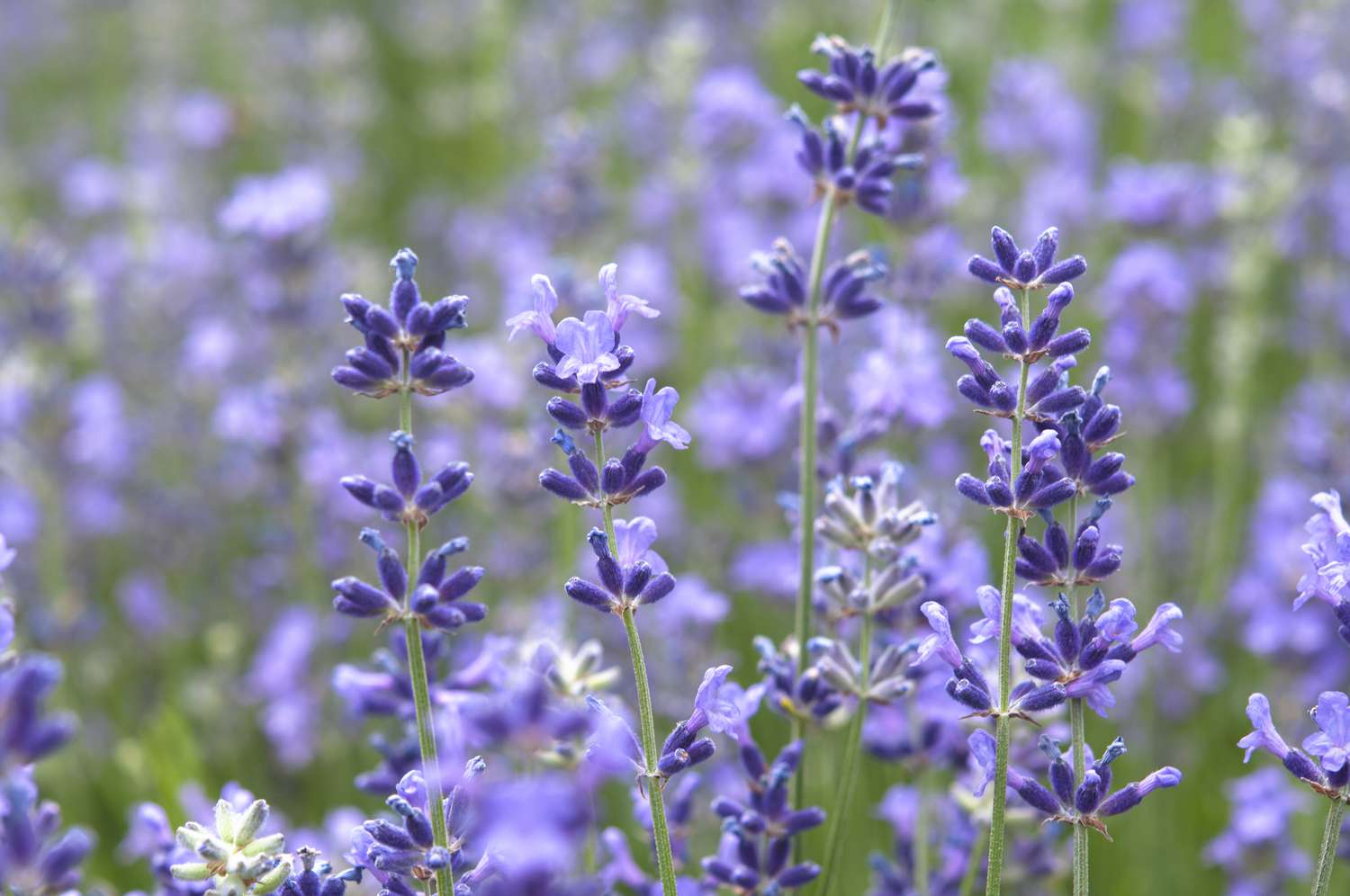 Munstead-Lavendelpflanze mit kleinen lila Blüten an dünnen Stielen in Nahaufnahme