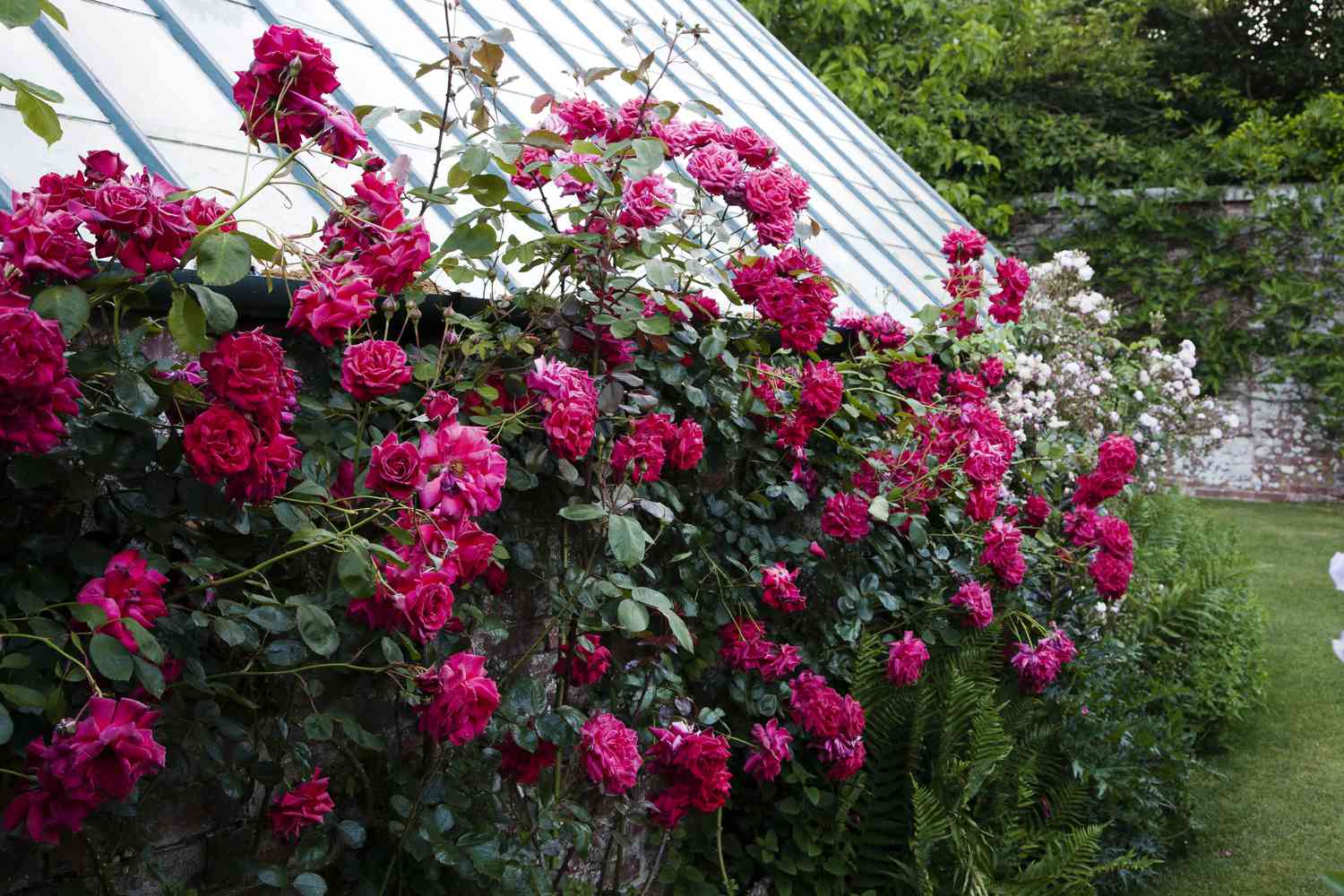 Rosa Danse de Feu con flores fucsia