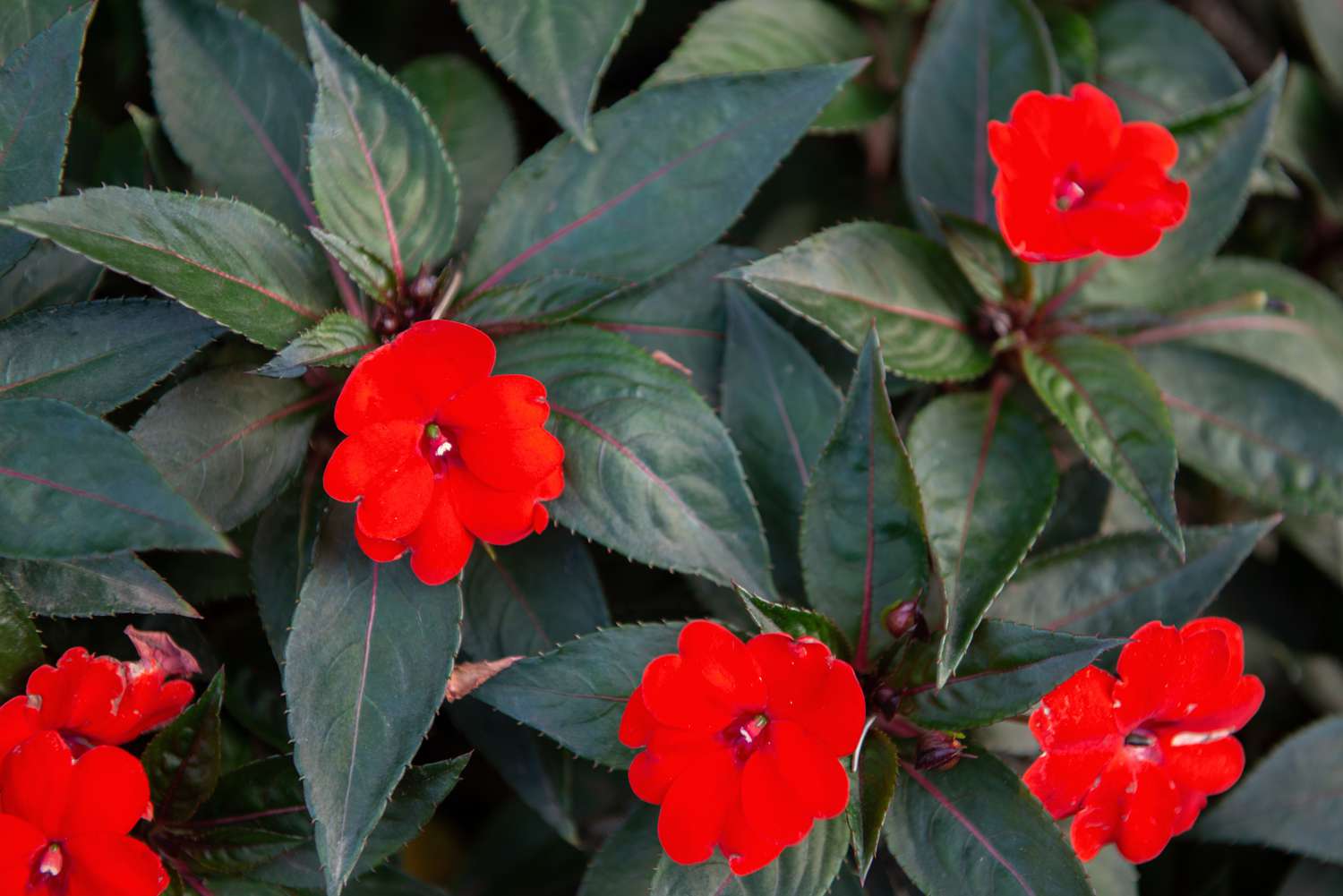 SunPatiens-Pflanze mit runden, leuchtend roten Blüten, umgeben von dunkelgrünen, spitzen Blättern 